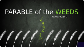 Matthew 13:24-43 "Jesus shares the parables of the wheat and the weeds"