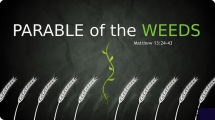 Matthew 13:24-43 "Jesus shares the parables of the wheat and the weeds"